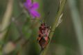 Corizus hyoscyami